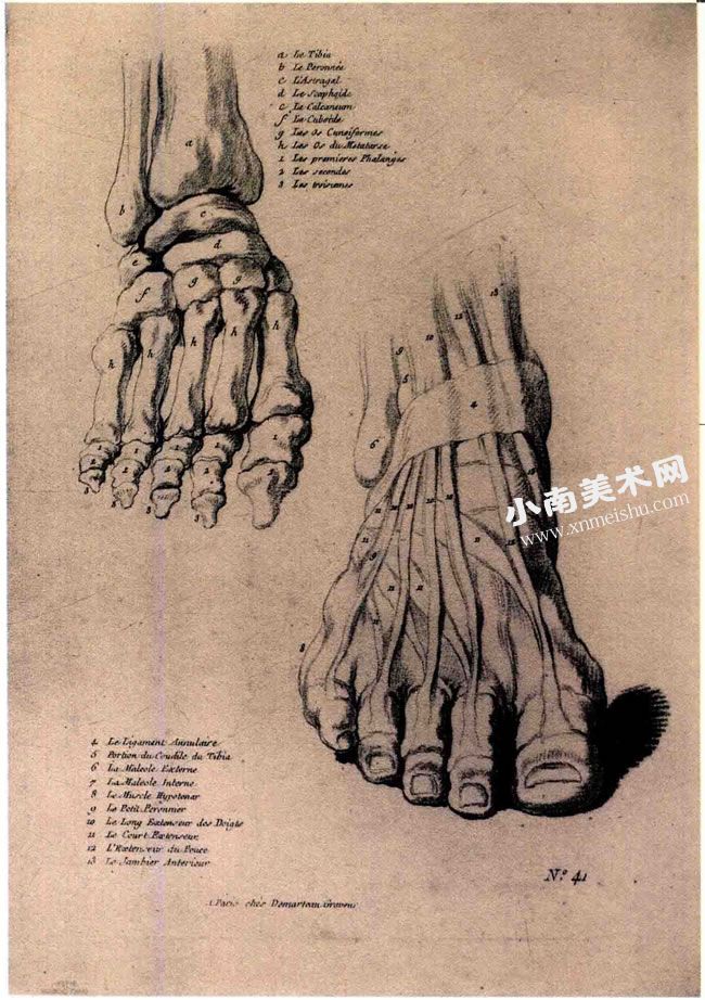 泰奥多尔•籍里柯《脚部的解剖素描习作》作品高清大图02