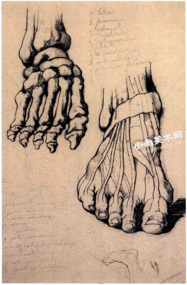 泰奥多尔•籍里柯《脚部的解剖素描习作》作品高清大图01