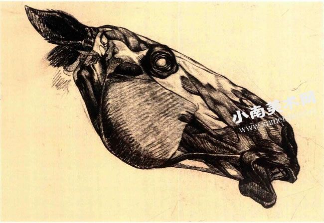 泰奥多尔•籍里柯《马的解剖素描》作品高清大图01
