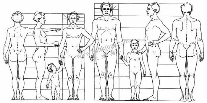 素描人物写生 人体的结构与比例