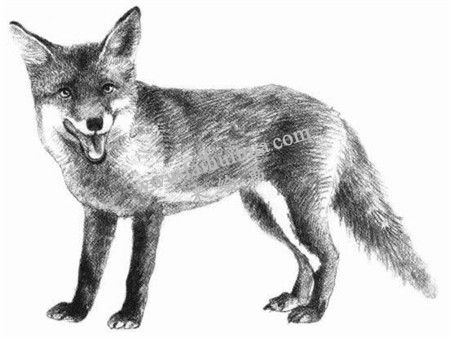 素描狡猾的狐狸画法步骤 七