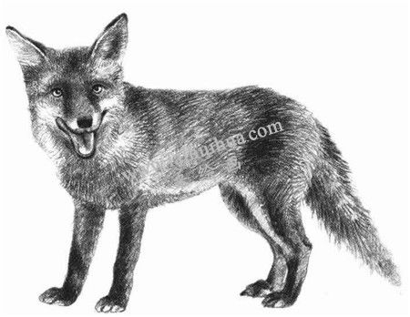 素描狡猾的狐狸画法步骤 九