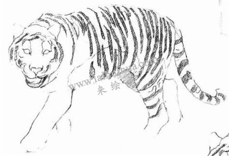 素描老虎的画法步骤 三