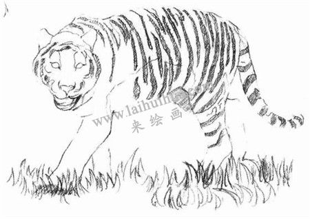 素描老虎的画法步骤 五