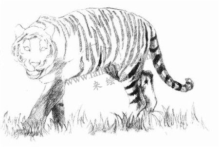 素描老虎的画法步骤 六