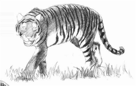 素描老虎的画法步骤 八