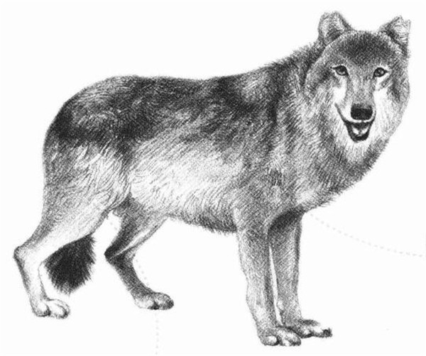 狼的素描画法步骤