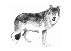 狼的素描画法步骤