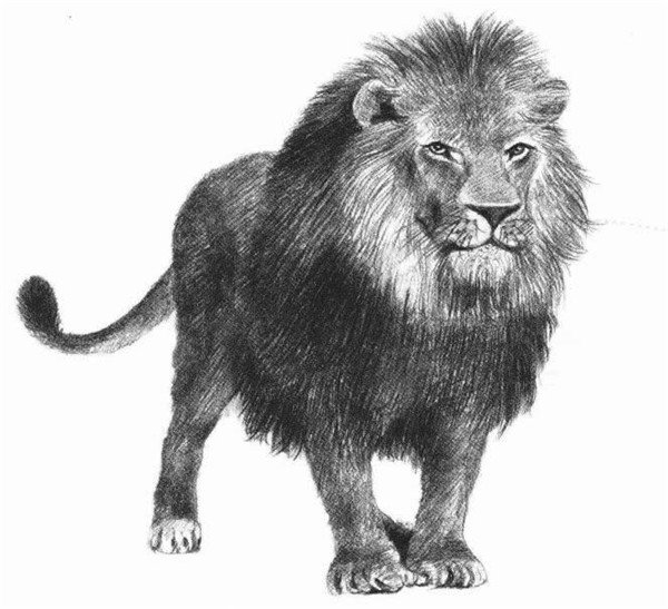 狮子的素描画法步骤