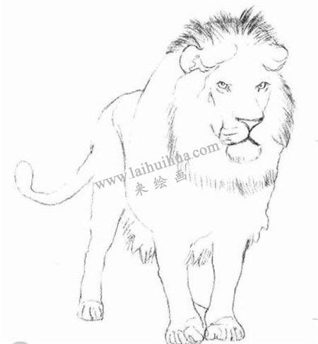 狮子的素描画法步骤 二