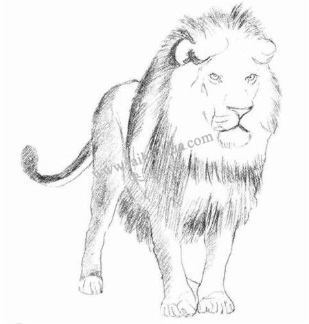 狮子的素描画法步骤 三