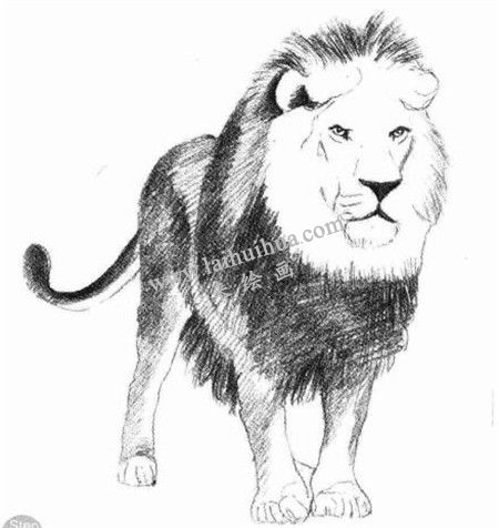 狮子的素描画法步骤 四