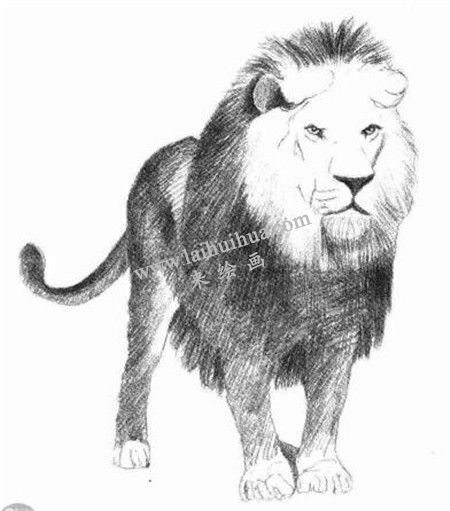 狮子的素描画法步骤 五