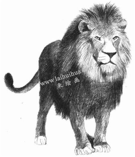 狮子的素描画法步骤 七