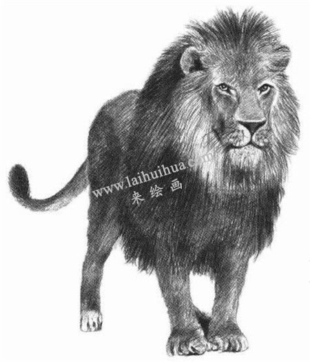狮子的素描画法步骤 八