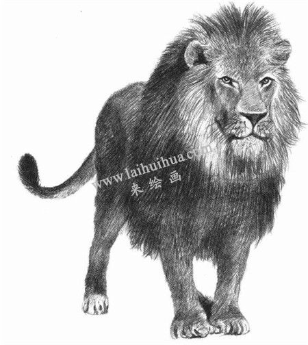 狮子的素描画法步骤 九