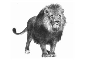 狮子的素描画法步骤