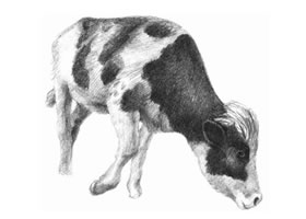 奶牛的素描画法步骤