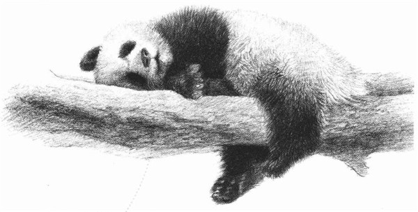 大熊猫的素描画法步骤