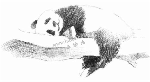 大熊猫的素描画法步骤 四