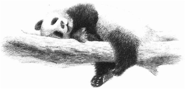 大熊猫的素描画法步骤 六