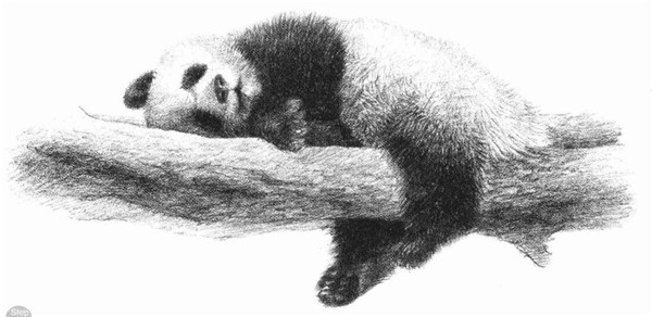 大熊猫的素描画法步骤 八