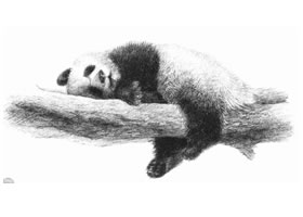 大熊猫的素描画法步骤