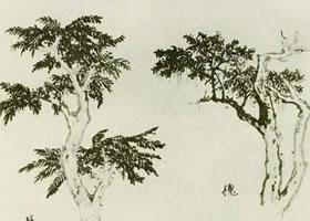 椿树的国画画法
