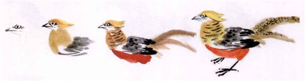 锦鸡的水墨画画法步骤
