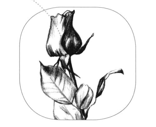 玫瑰花素描画法步骤