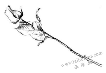 玫瑰花的明暗交界线，玫瑰花素描画法步骤三