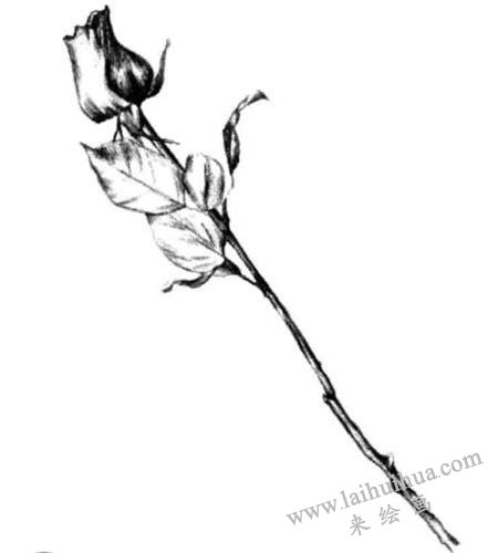 细化玫瑰花的暗面，玫瑰花素描画法步骤四
