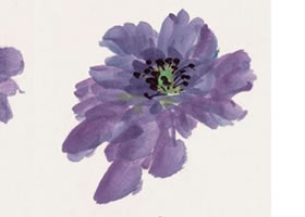 紫牡丹的画法