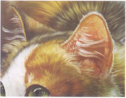 猫耳的油画画法