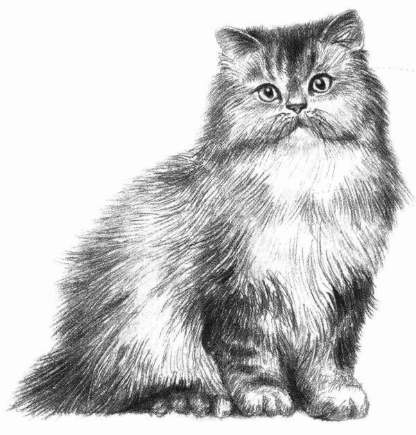 波斯猫的素描画法