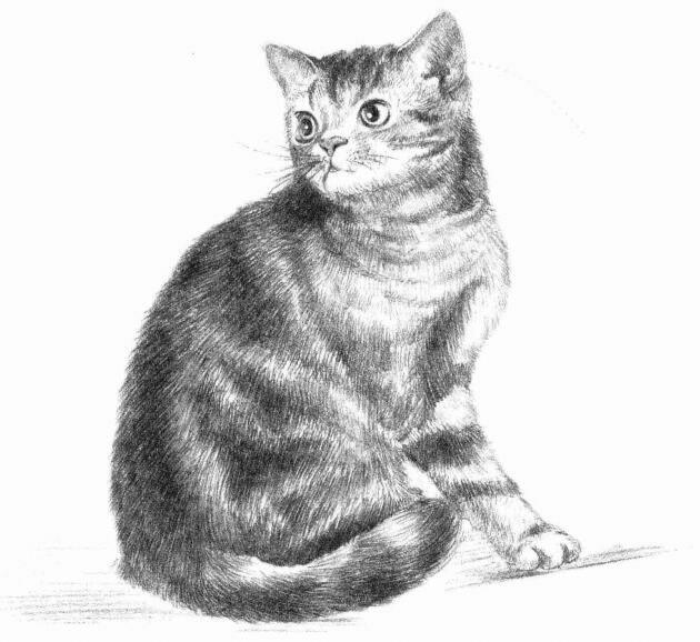 美国短尾猫素描画法
