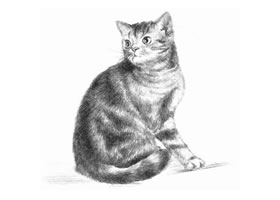 美国短尾猫素描画法