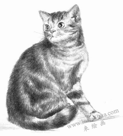 美国短尾猫素描画法步骤10