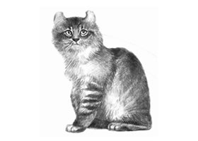 美国卷耳猫的素描画法