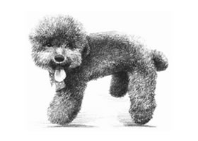 泰迪狗的素描画法