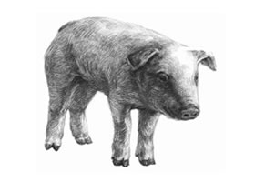 猪的素描画法