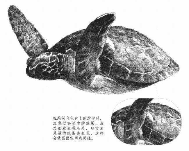 海龟的素描画法