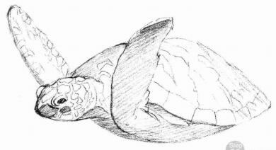 海龟的素描画法步骤03