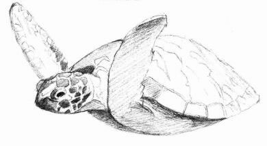 海龟的素描画法步骤04