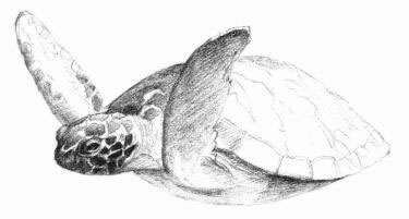 海龟的素描画法步骤05