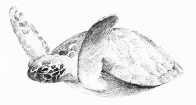 海龟的素描画法步骤06