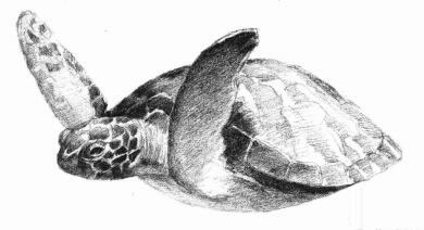 海龟的素描画法步骤07