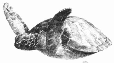 海龟的素描画法步骤