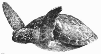 海龟的素描画法步骤09