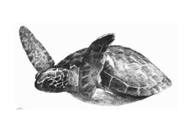 海龟的素描画法
